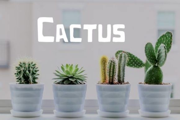 Unleashing Modern Design: The Allure of the Cactus Font